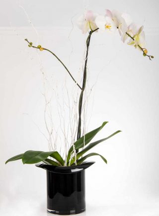orchid-grandiossa